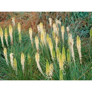 Fakľovka (Kniphofia) ´LITTLE MAID´ kont.C1L